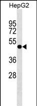 PLEKHA8 Antibody (C-term)