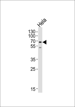 NAP1L2 Antibody (N-term)