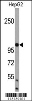 AMBRA1 Antibody (N-term)