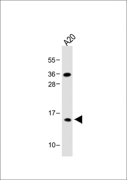 GABARAPL2 Antibody