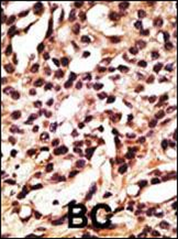 ATG12 Antibody (N-term)
