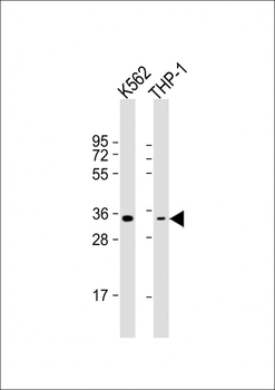OR1F1 Antibody (C-term)