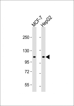ATG9A Antibody