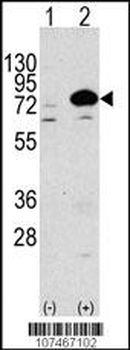ATG7 Antibody (N-term)