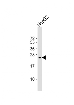 NOG Antibody (Center)