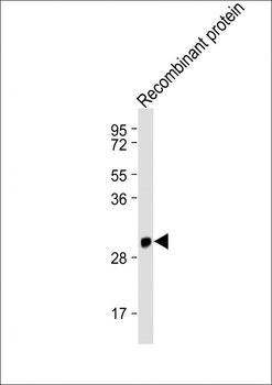 IFNA1 Antibody (C-term)