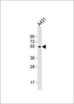 ATG4D Antibody