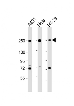 MYH9 Antibody (C-term)