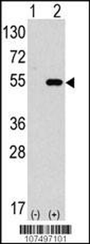 ATG4C Antibody (Center)