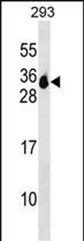 MS4A6A Antibody (N-term)