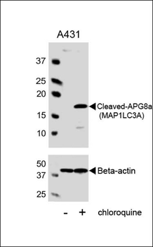 Cleaved LC3A Antibody