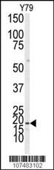 LC3 Antibody (APG8A/B)
