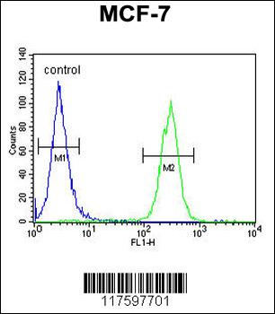 APG8b (MAP1LC3B)-T93/Y99 Antibody (Center)