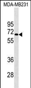 KCNF1 Antibody (Center)
