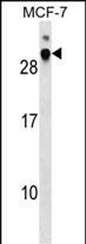 DNAJB9 Antibody (N-term)