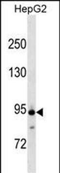 ANAPC4 Antibody (Center)
