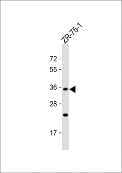 OR2L8 Antibody (C-term)