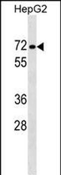PPP1R16B Antibody (Center)