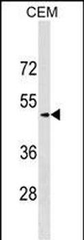 SCG3 Antibody (C-term)