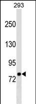 LETM1 Antibody (C-term)