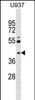 SKAP2 Antibody (Center)