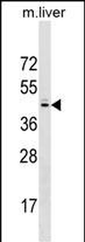 SPRY2 Antibody (N-term)