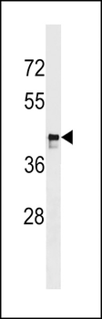 MARCH9 Antibody (C-term)