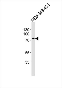 TRAF3IP3 Antibody (N-term)