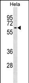 KLHL12 Antibody (C-term)