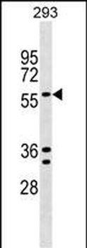 TRAFD1 Antibody (C-term)