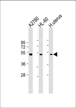 BMP15 Antibody (Center)