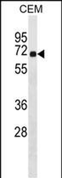 CEP57 Antibody (N-term)