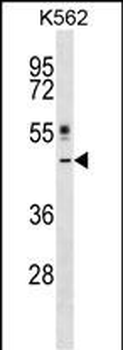 CRLF1 Antibody (Center)