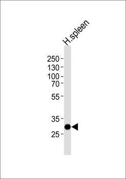 SAP30 Antibody (C-term)