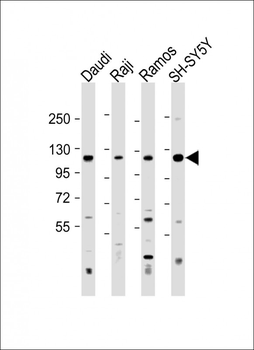 LILRB1 Antibody (Center)