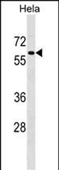 PAF1 Antibody (C-term)