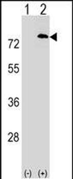 PAF1 Antibody (C-term)