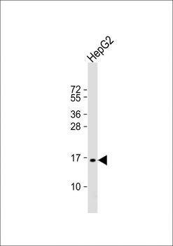 SCAND1 Antibody (C-term)