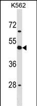 CD1D Antibody (Center)