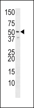 HRH3 Antibody (C-term)