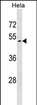 VIPR2 Antibody (N-term)