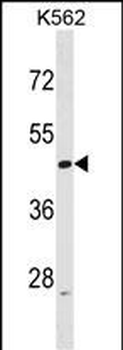 ACTL6A Antibody (N-term)