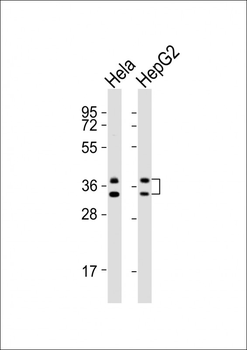 HNRNPA1 Antibody (C-term)