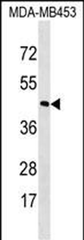 RHO Antibody (C-term)