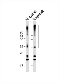 RHO Antibody (C-term)