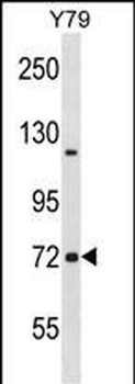 NCDN Antibody (N-term)