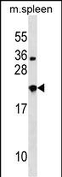 NXPH3 Antibody (N-term)