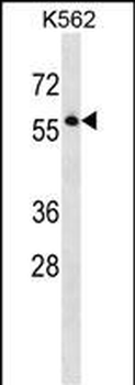 SEPT8 Antibody (C-term)