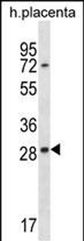 EAN57 Antibody (N-term)