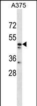 ZNF259 Antibody (C-term)